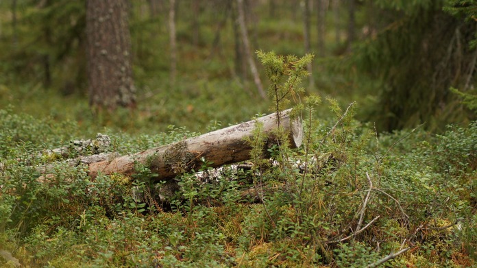 metsä