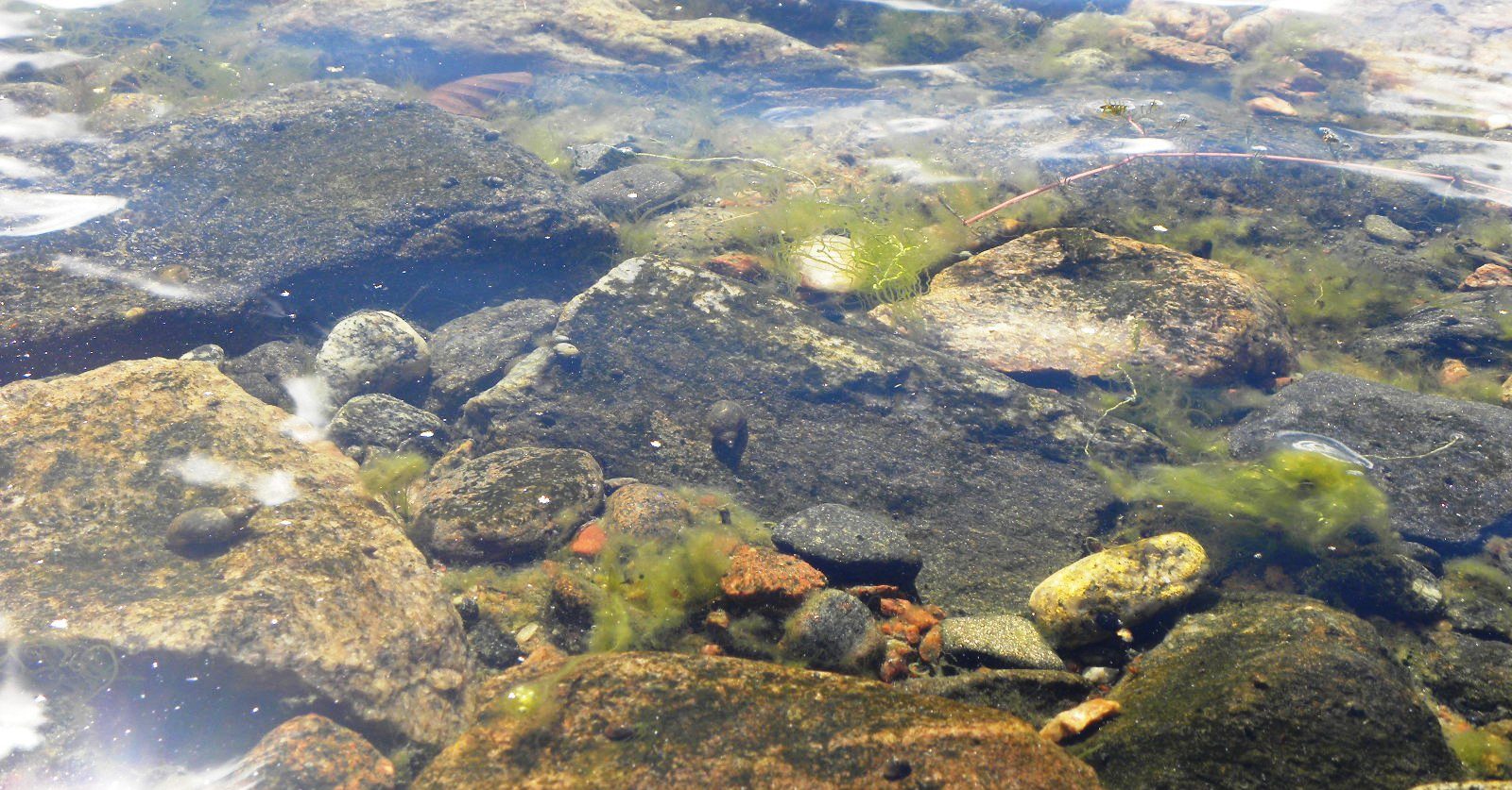 Clear water and stones in archipelago.