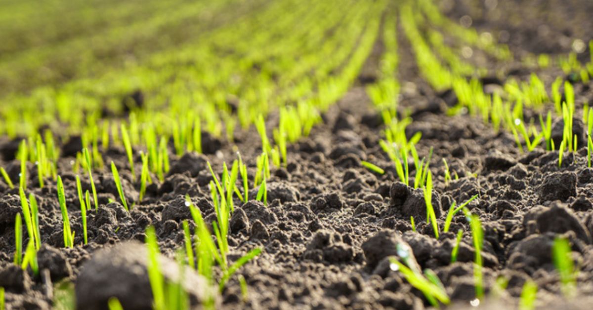 Sprouts in the soil