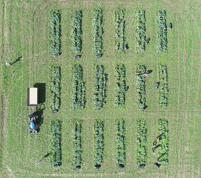 Drone view of an agricultural field with rows of crops arranged in experimental plots. The field is used to test recycled fertilisers.
