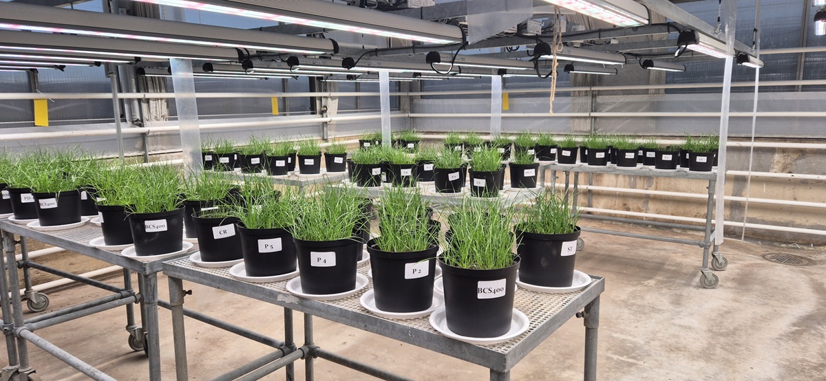 Rows of potted grass-like plants growing under artificial lights in a greenhouse research facility. The plants are part of an experiment testing recycled fertilisers.